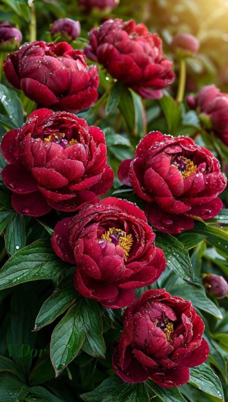 Corporate meeting room with carefully timed floral arrangements that maintain elegance throughout business hours